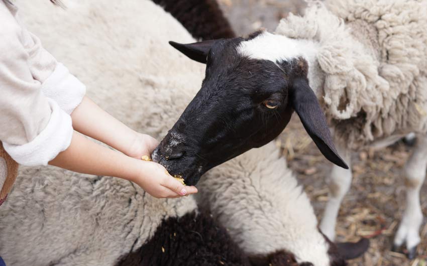 Hand feeding the sheep