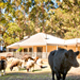 Margaret River Hideaway and Farmstay